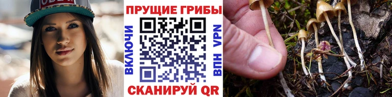 Галлюциногенные грибы ЛСД  купить наркотик  Лесозаводск 